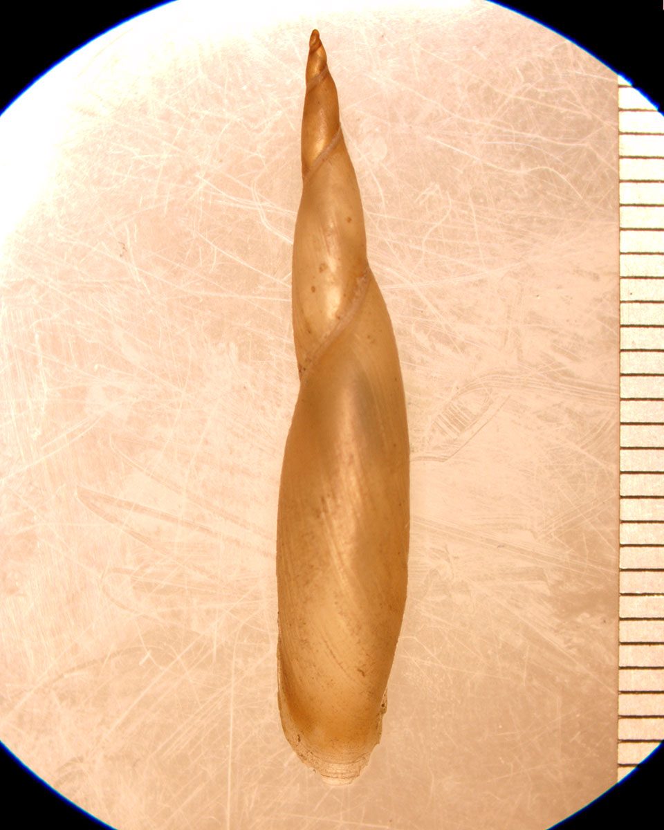 Acella haldemani