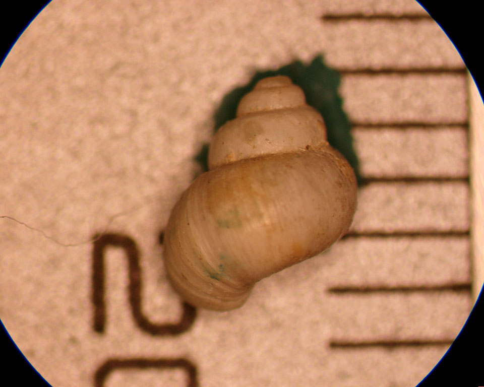 amnicola limosa