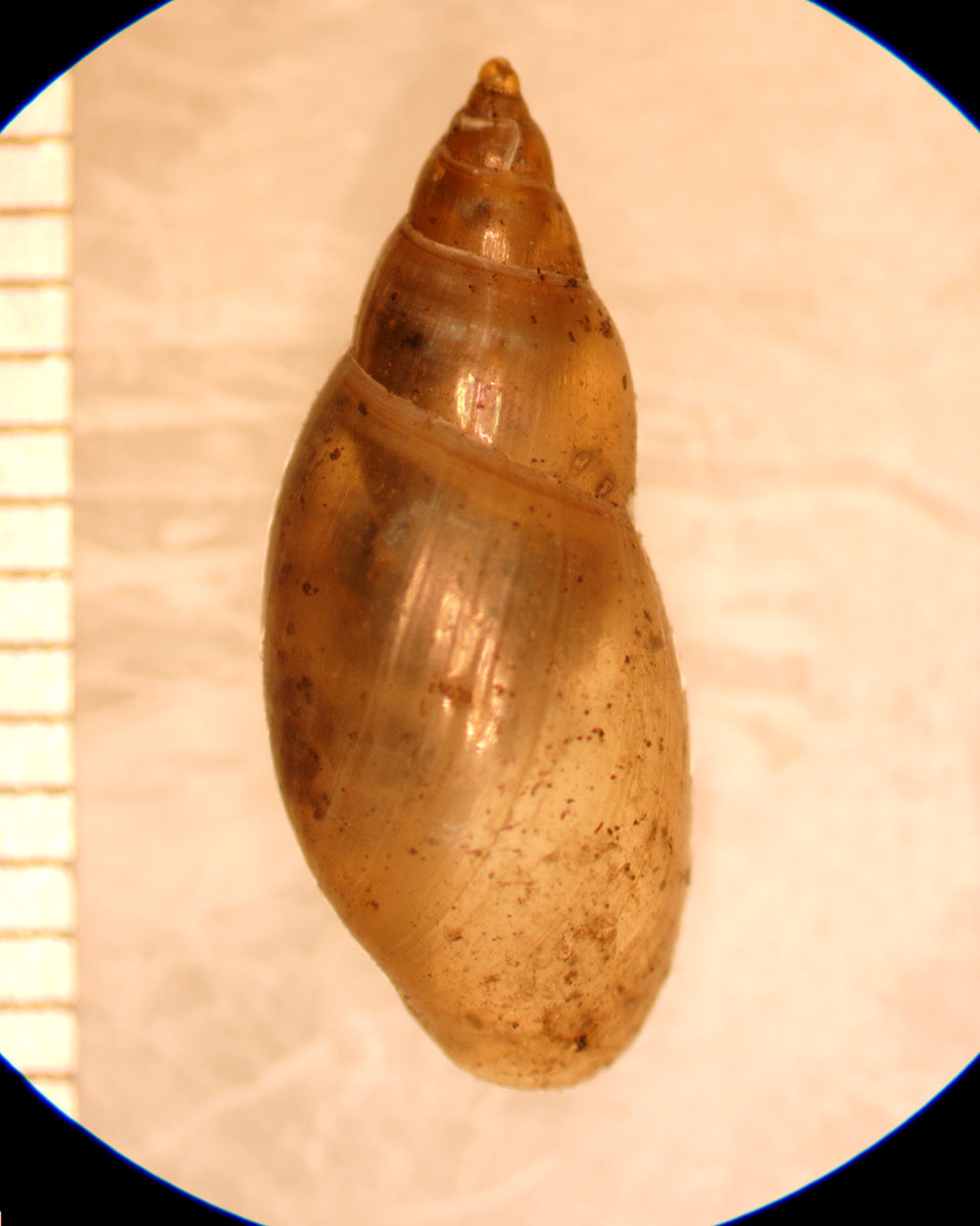 aplexa elongata