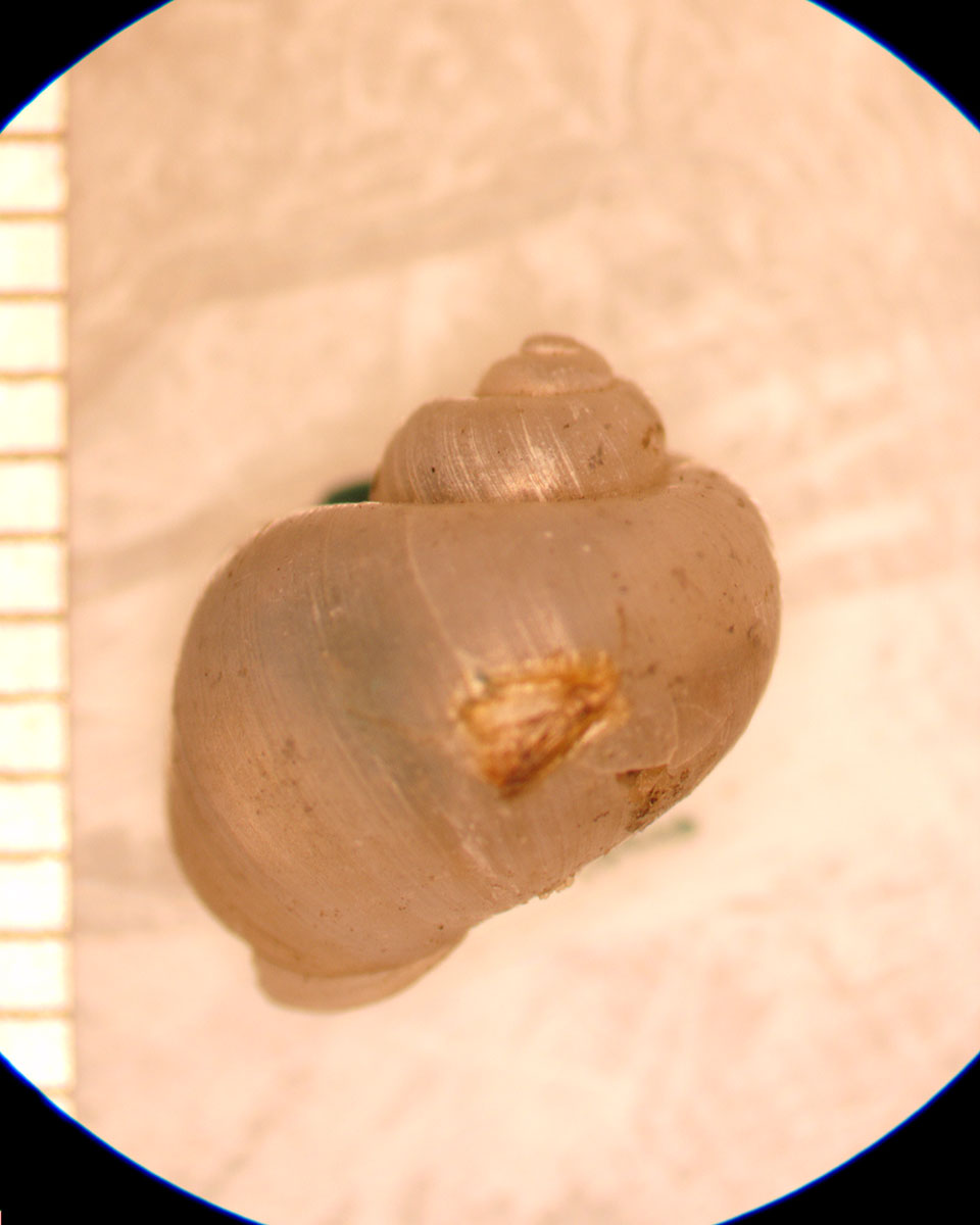 birgella subglobosa