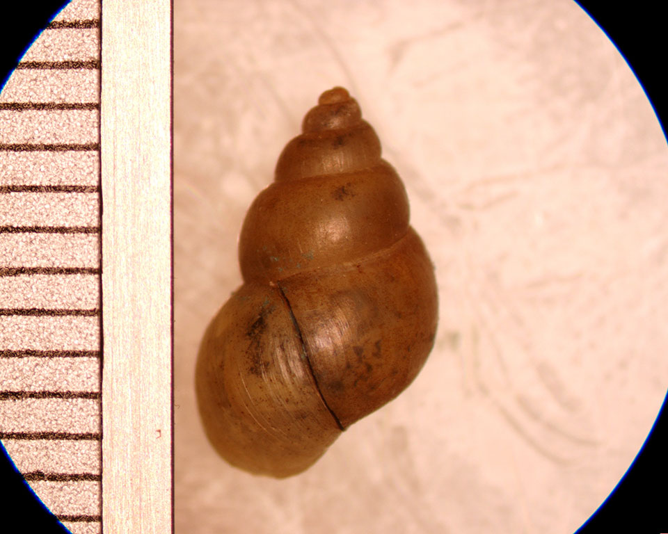 bithynia tentaculata