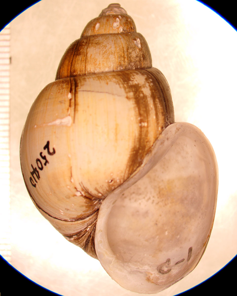 campeloma decisa