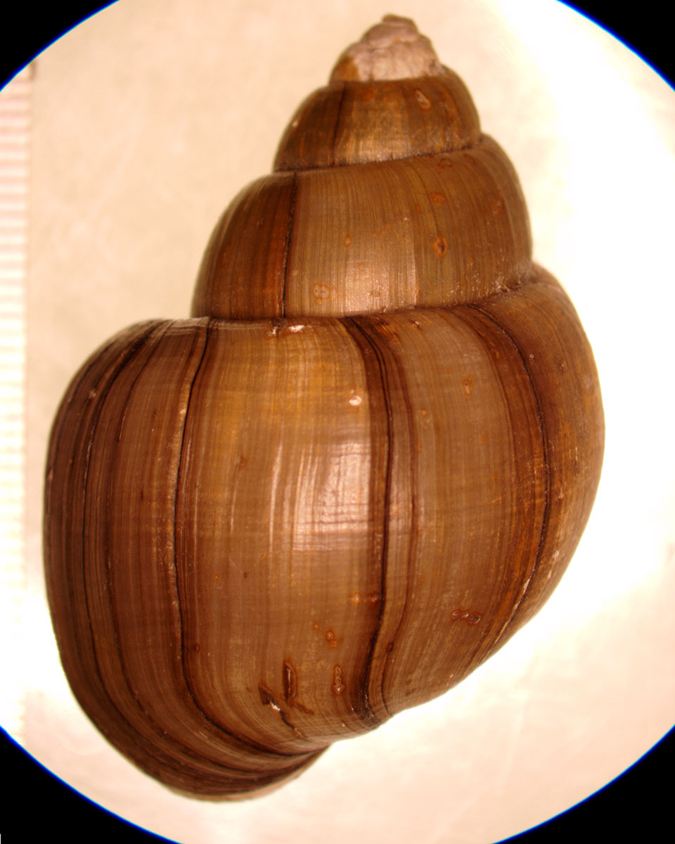 campeloma decisa