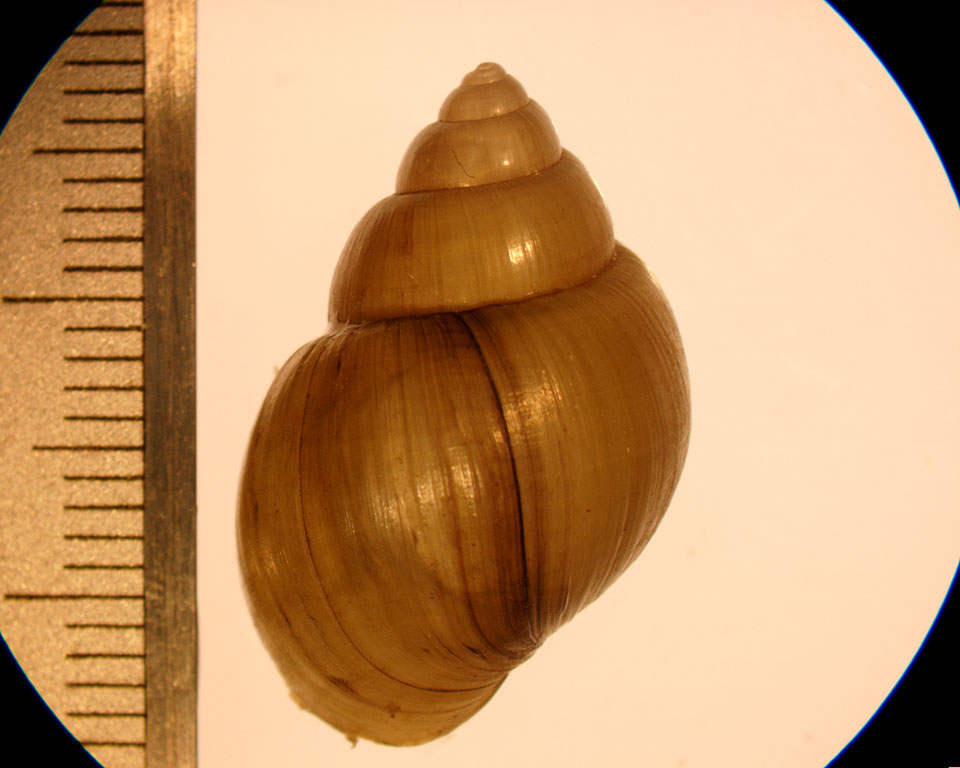 campeloma decisa