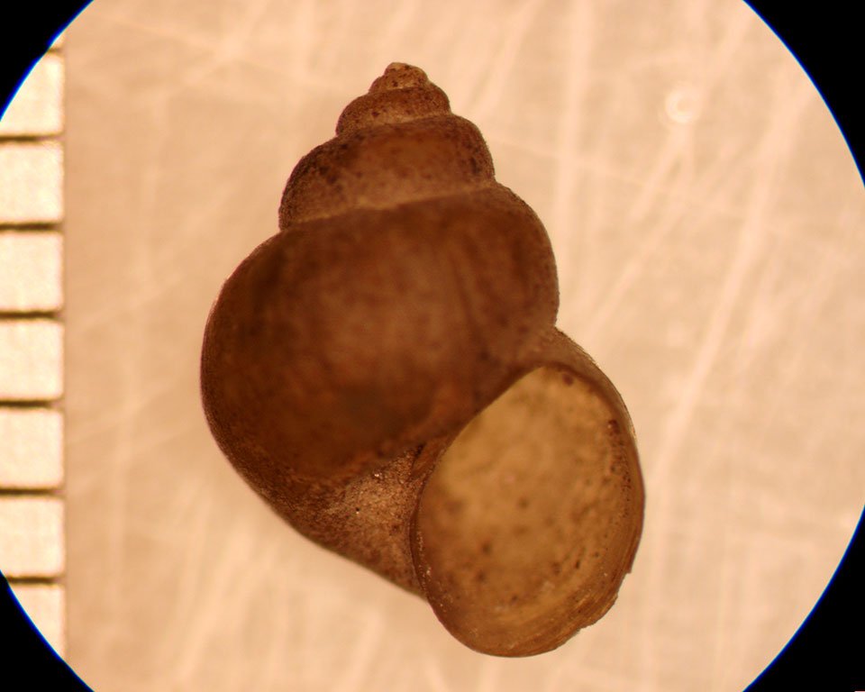 Cincinnatia integra
