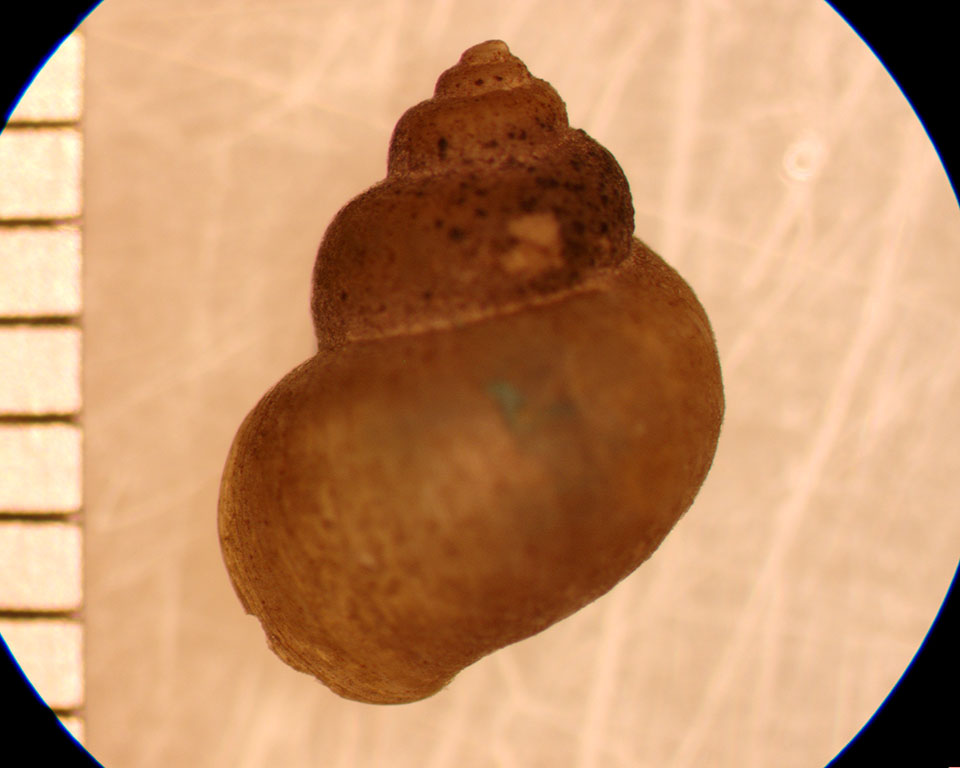 Cincinnatia integra