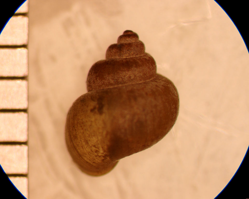 Cincinnatia integra