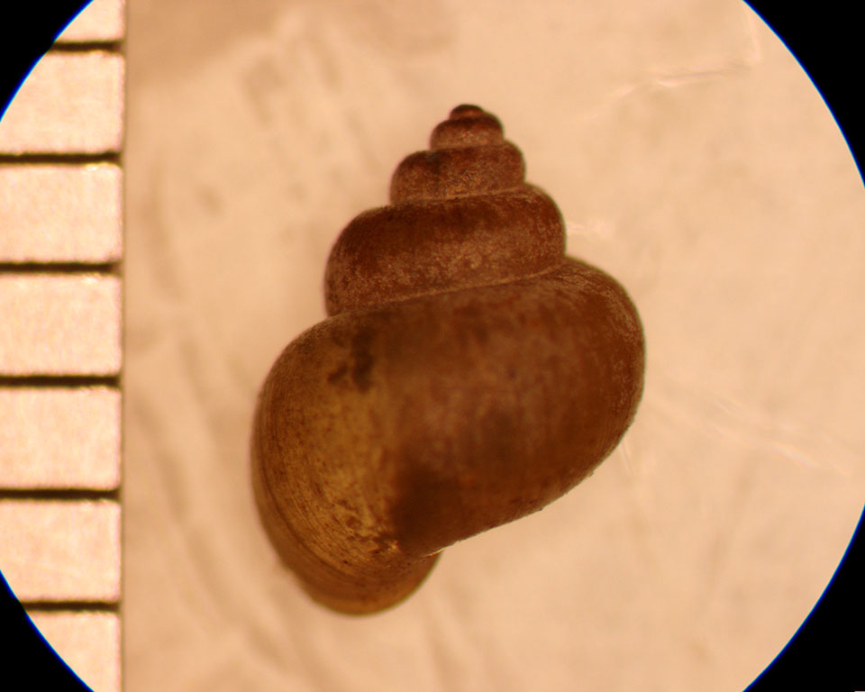 Cincinnatia integra