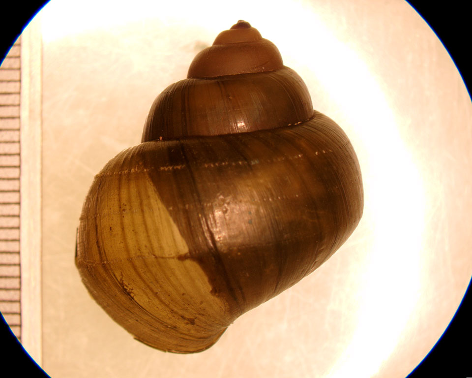 cipangopaludina chinensis