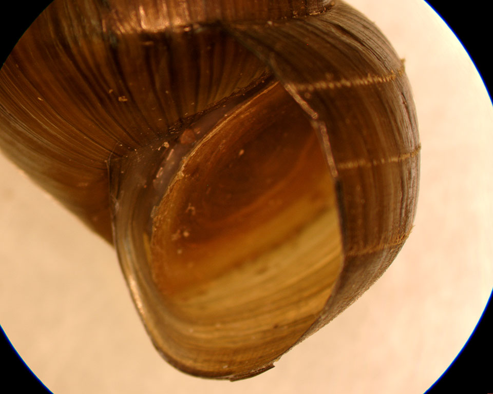 cipangopaludina chinensis