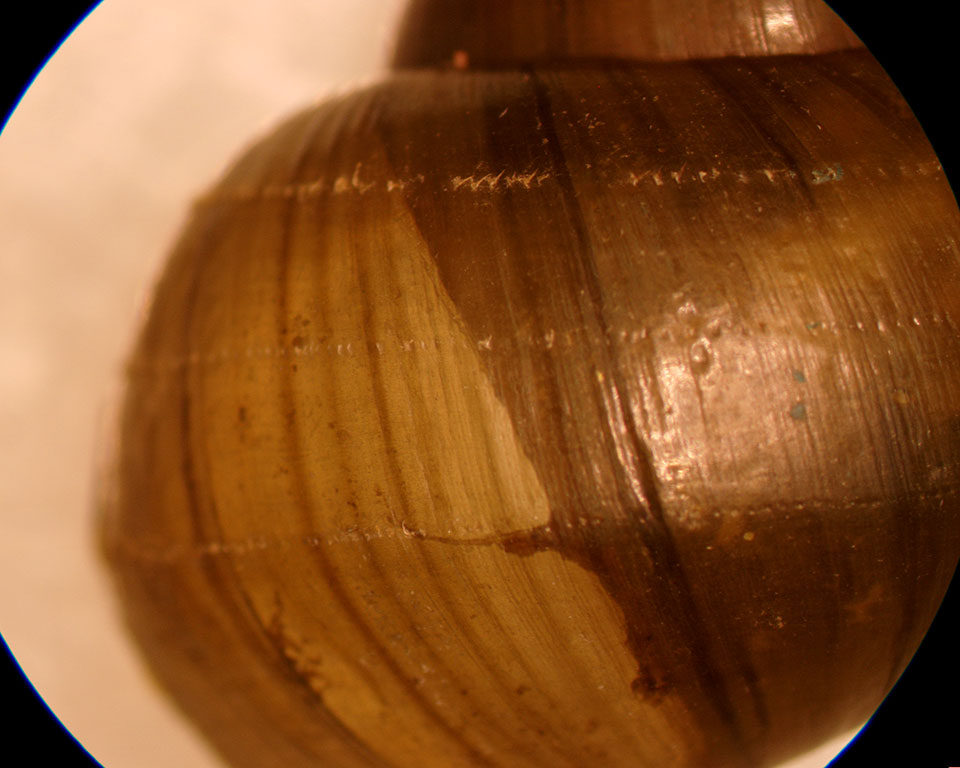 cipangopaludina chinensis