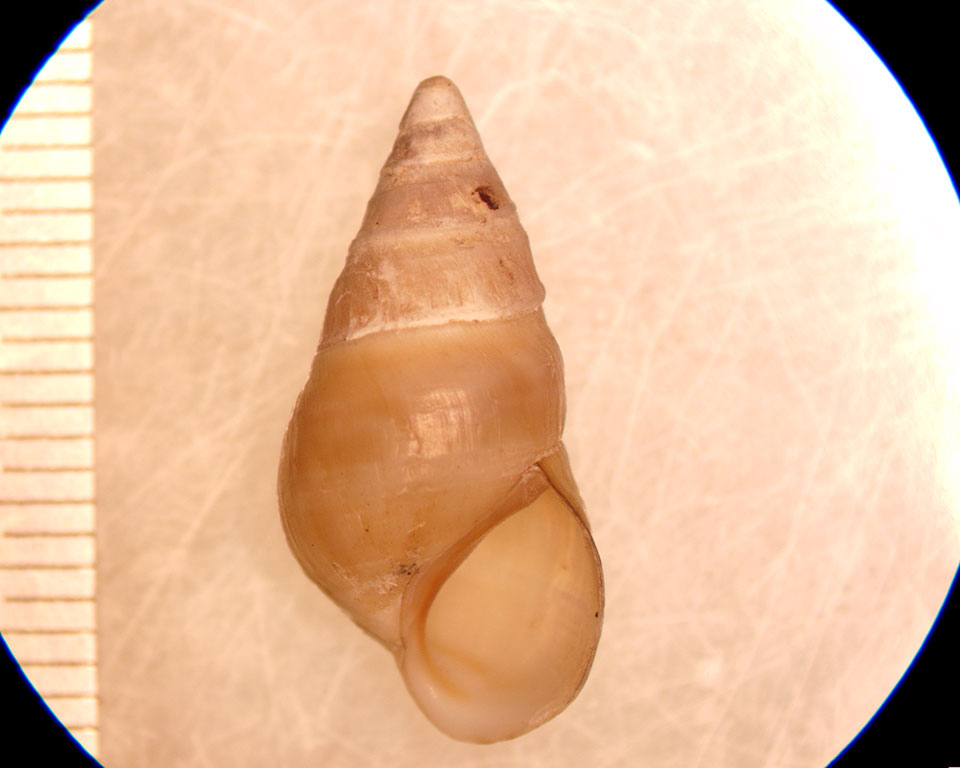 Elimia livescens