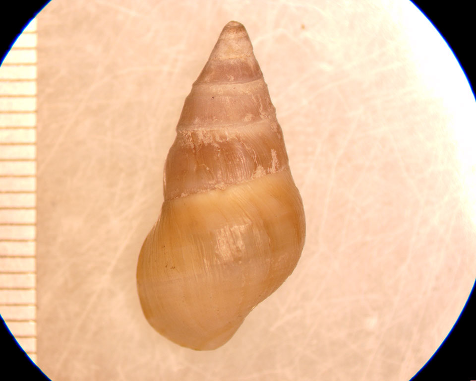 Elimia livescens