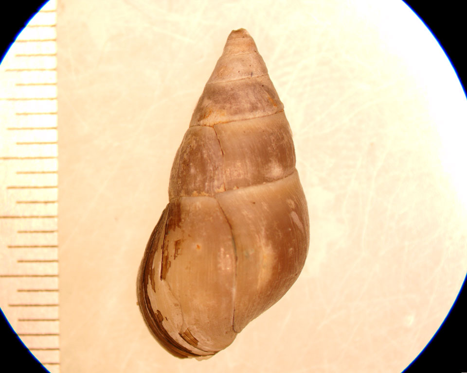 Elimia livescens