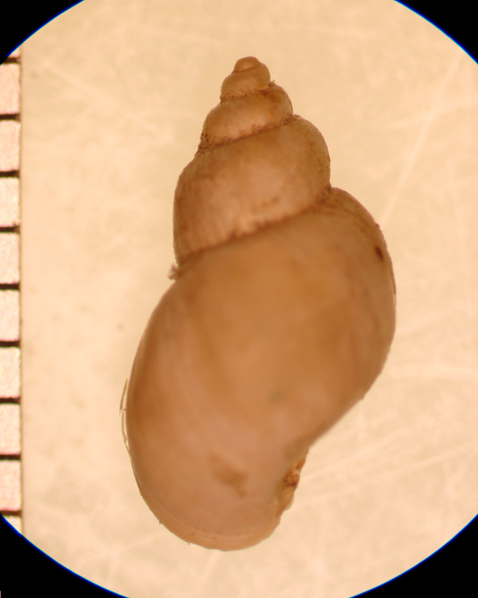 Fossaria dalli