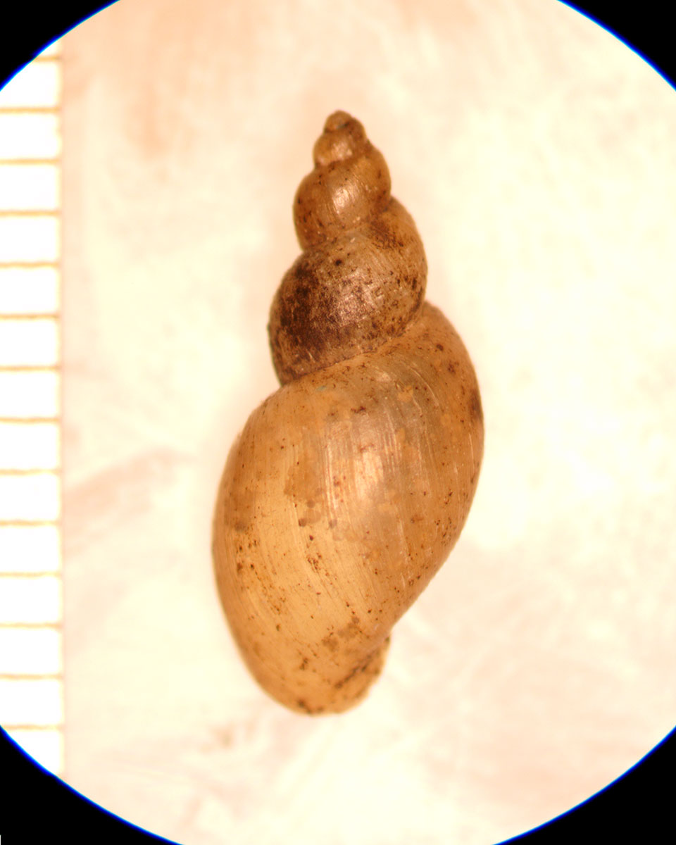 Fossaria exigua
