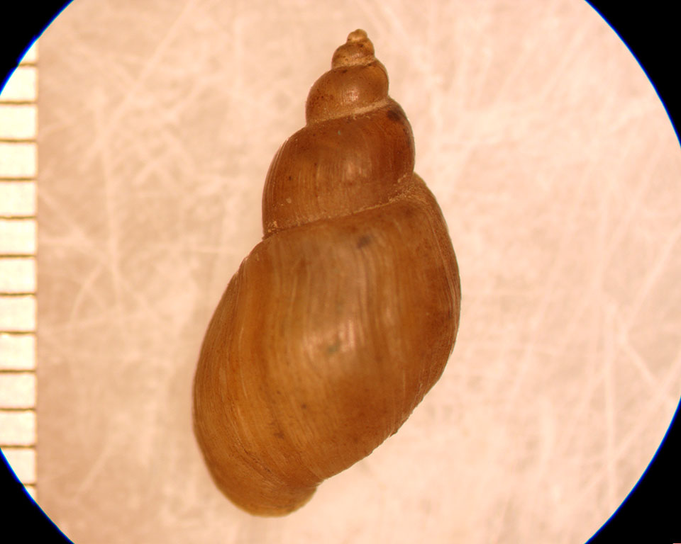 Fossaria modicella