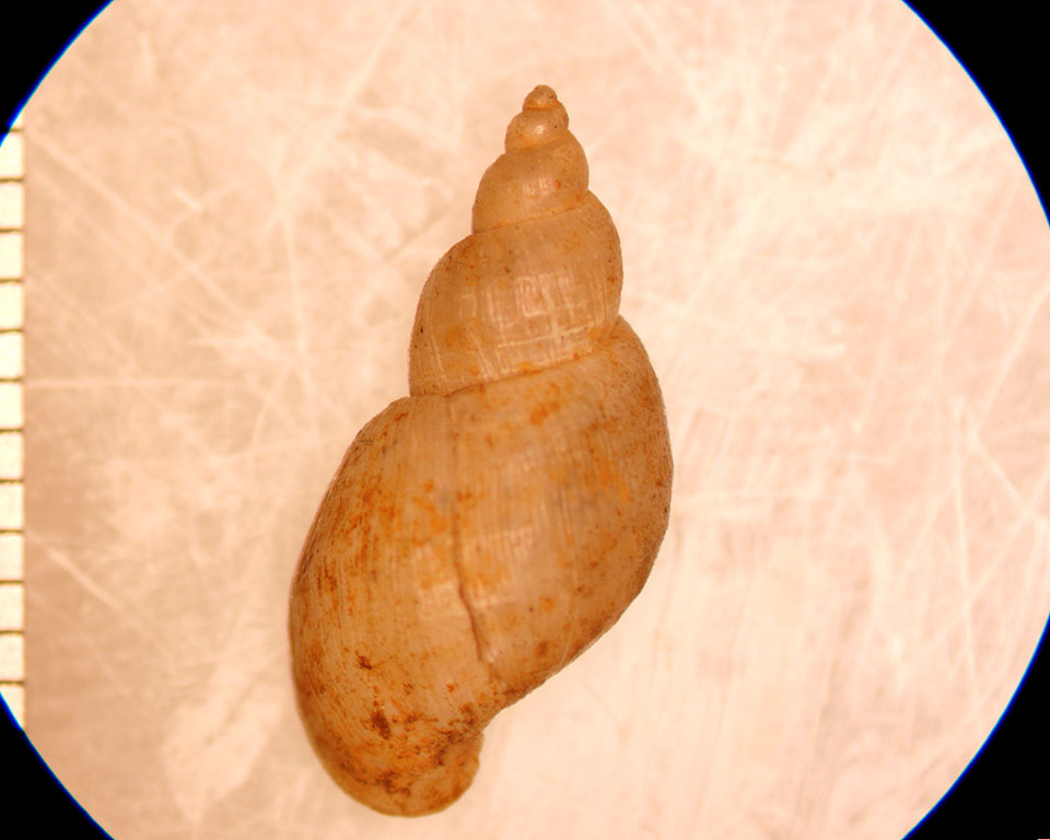 fossaria obrussa