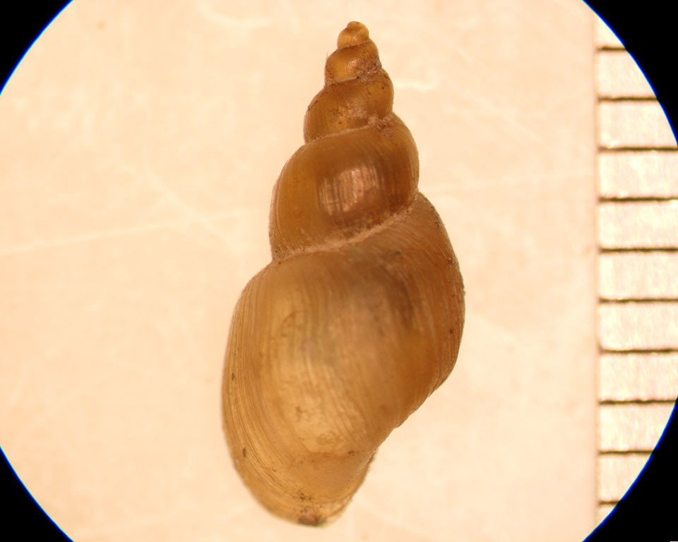 fossaria peninsulae