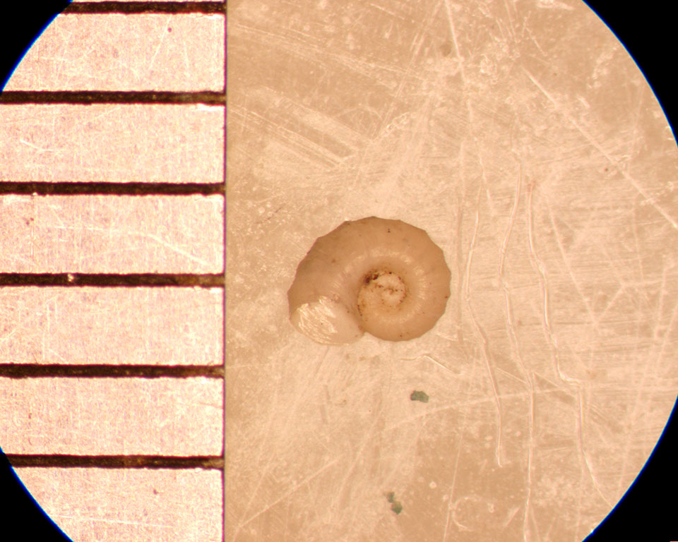 Gyraulus crita