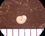 Gyraulus crista