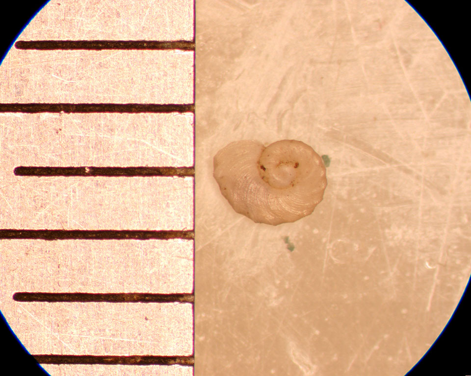 Gyraulus crita