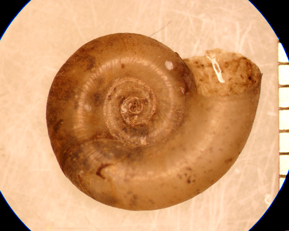 Gyraulus deflectus