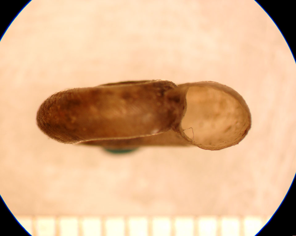 Gyraulus deflectus