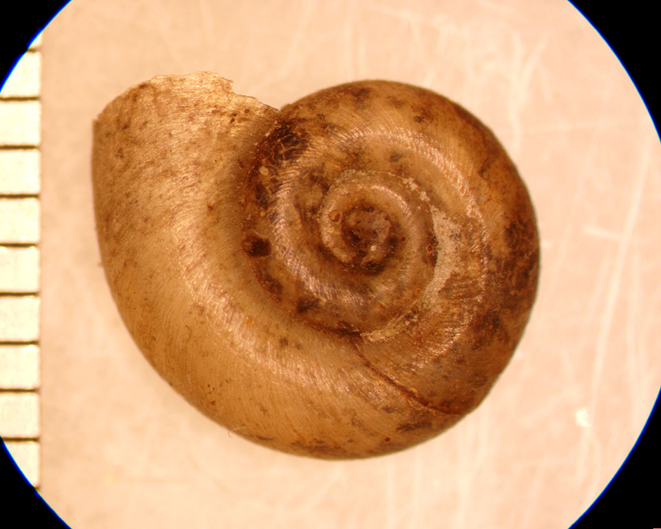 Gyraulus deflectus