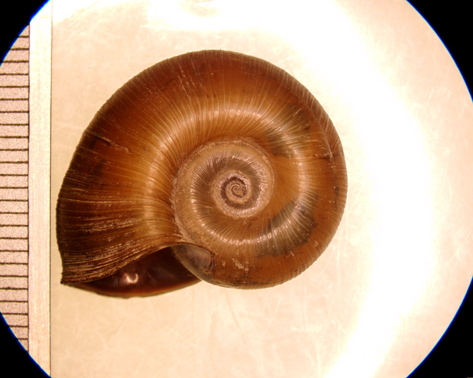 helisoma anceps adult