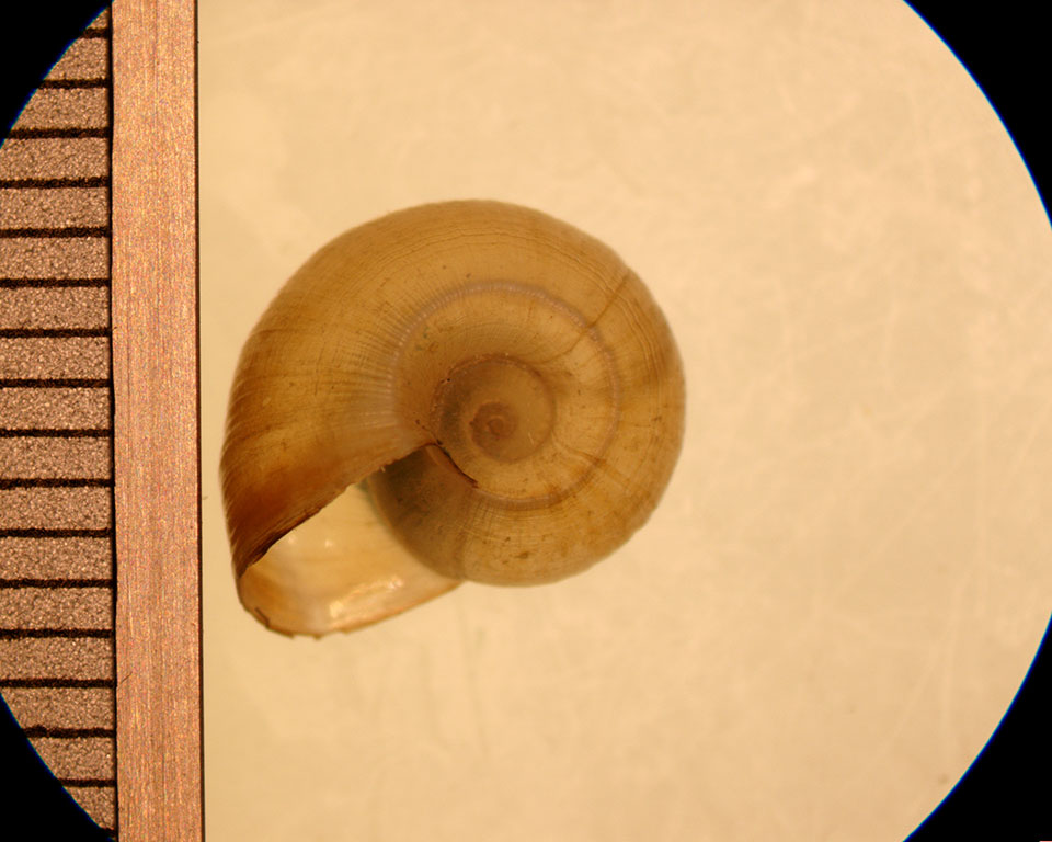 helisoma anceps juvenile