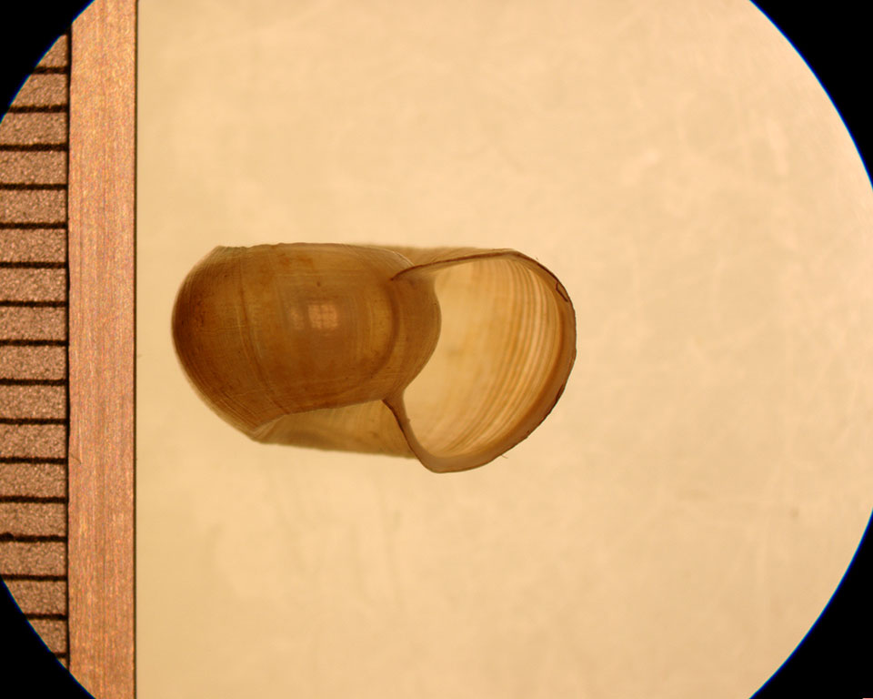 helisoma anceps juvenile