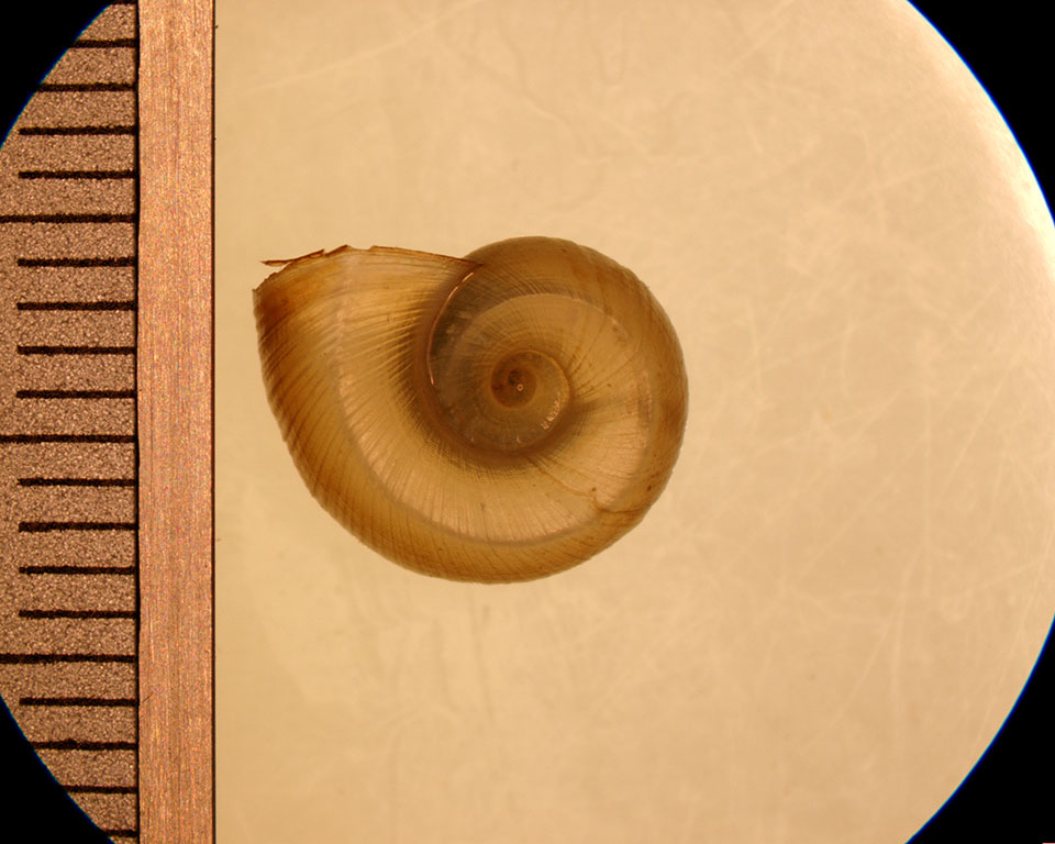 helisoma anceps juvenile