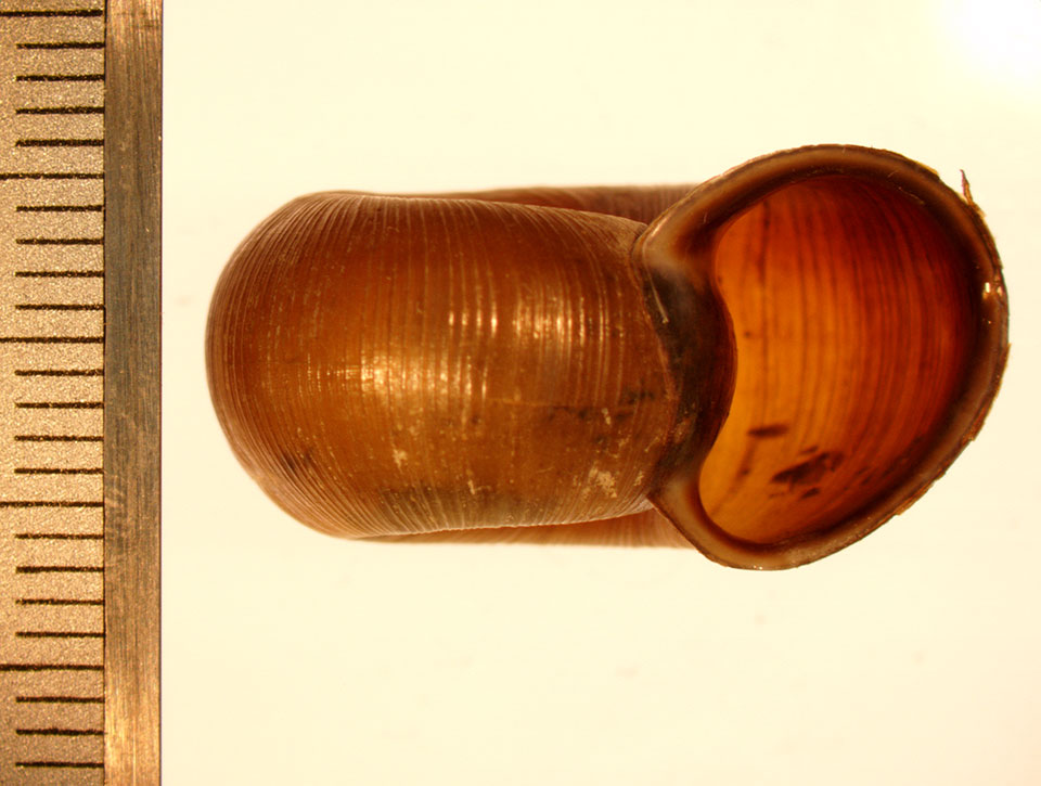 helisoma anceps adult