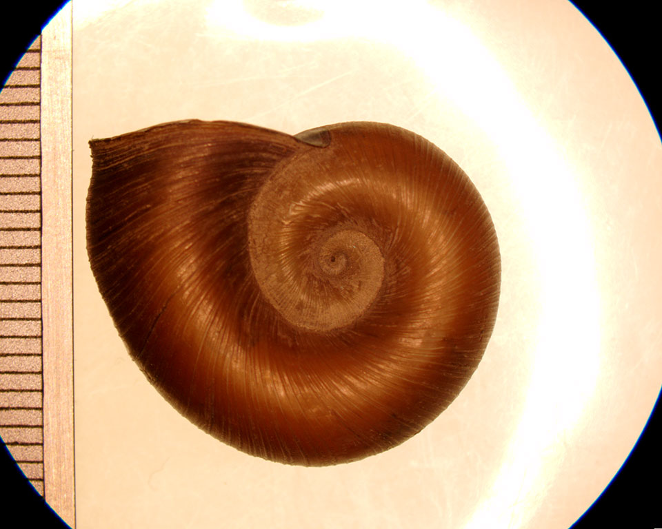 helisoma anceps adult