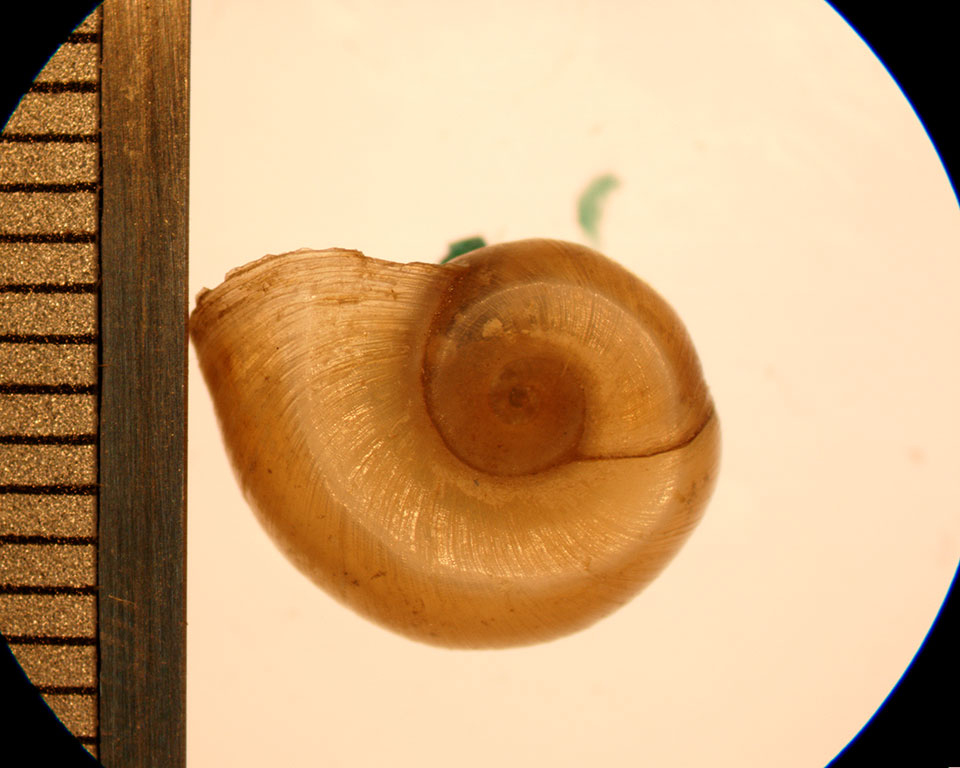 helisoma anceps adult