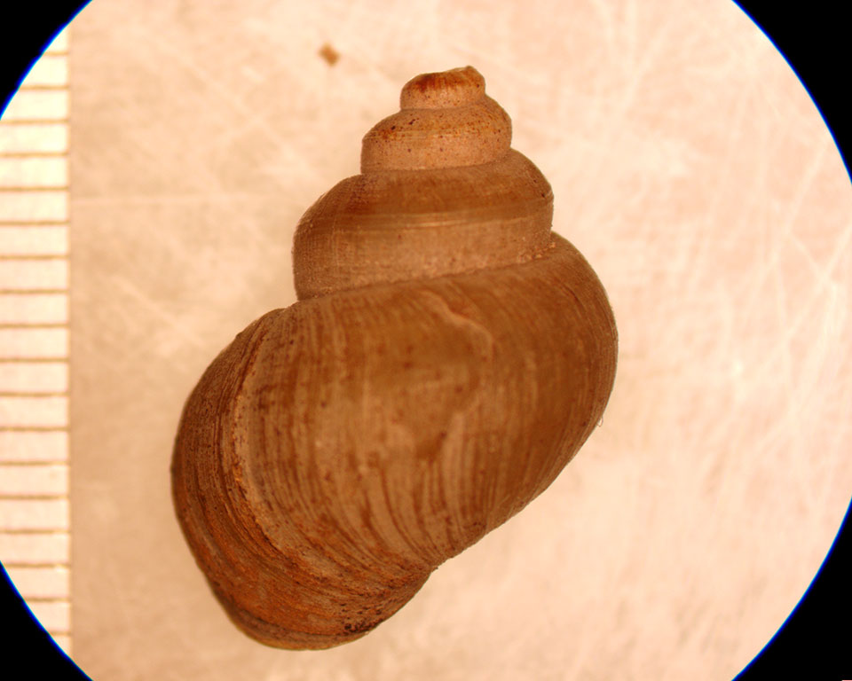 Lioplax sulculosa