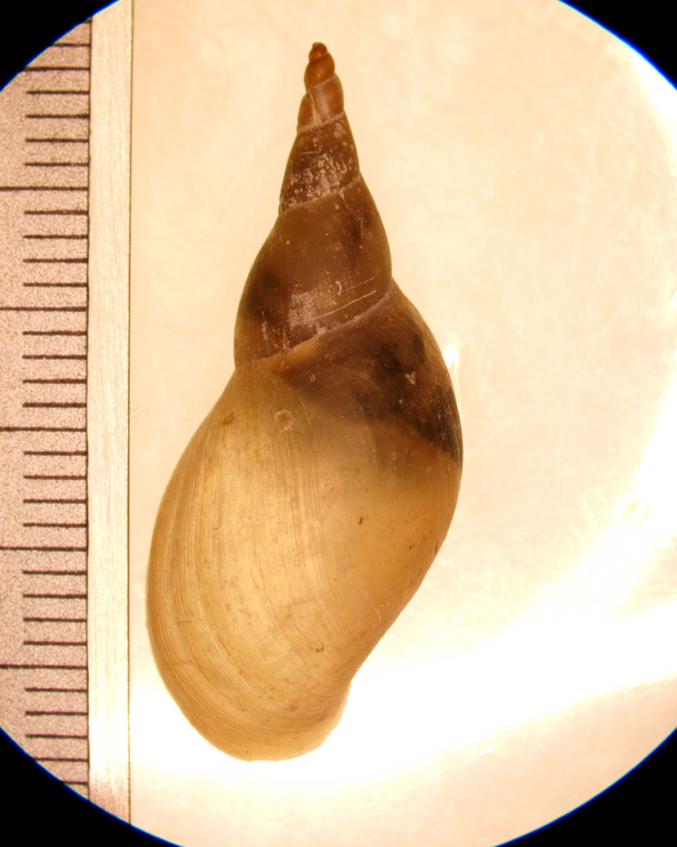 Lynmaea stagnalis