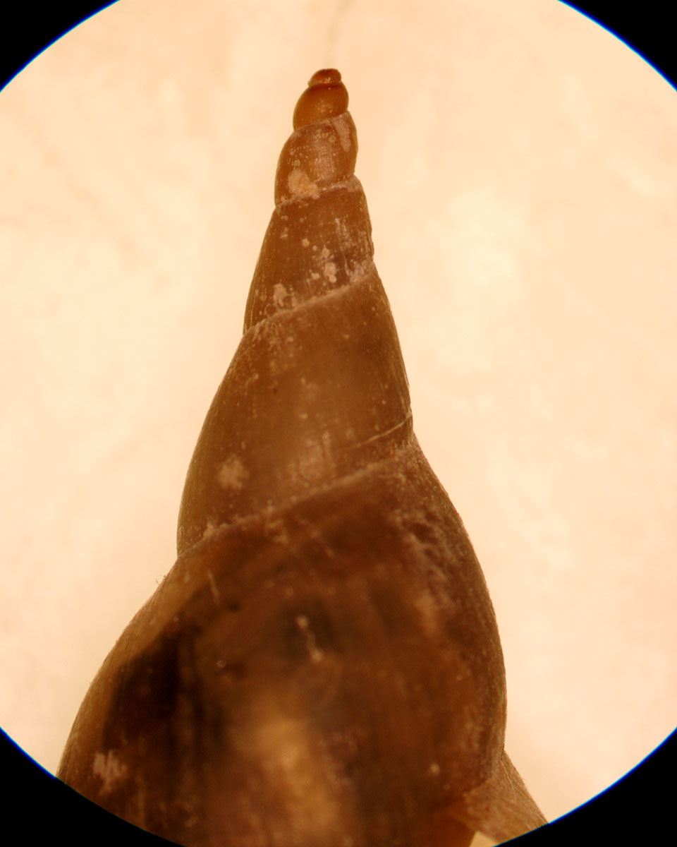 Lynmaea stagnalis