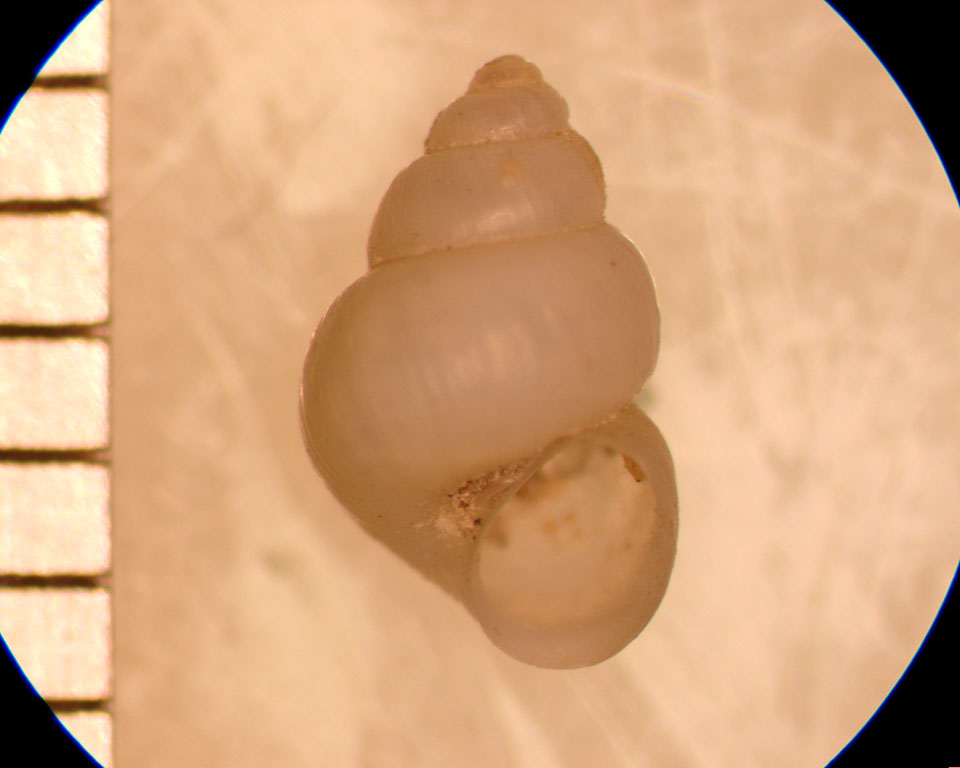 Pyrgulopsis lustrica