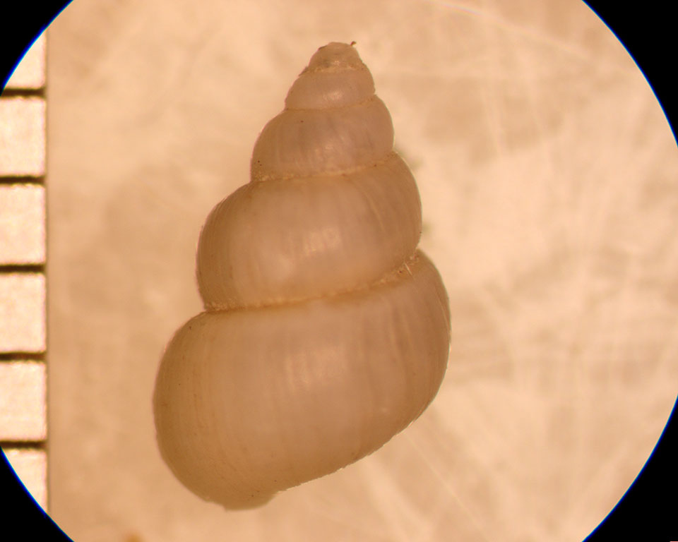 Pyrgulopsis lustrica