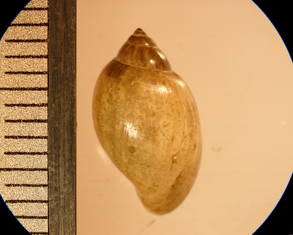 Physella acuta