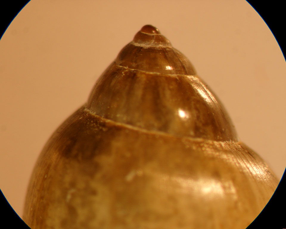 Physella acuta