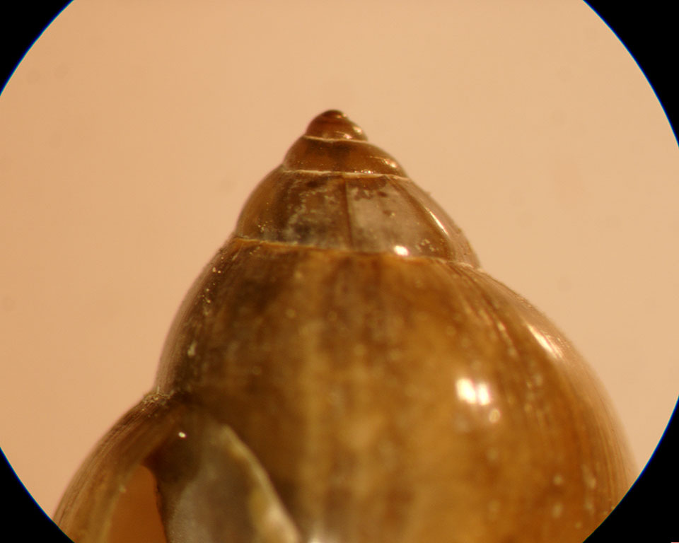 Physella acuta