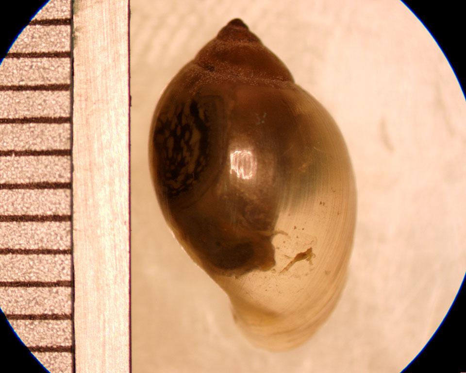 Physella gyrina