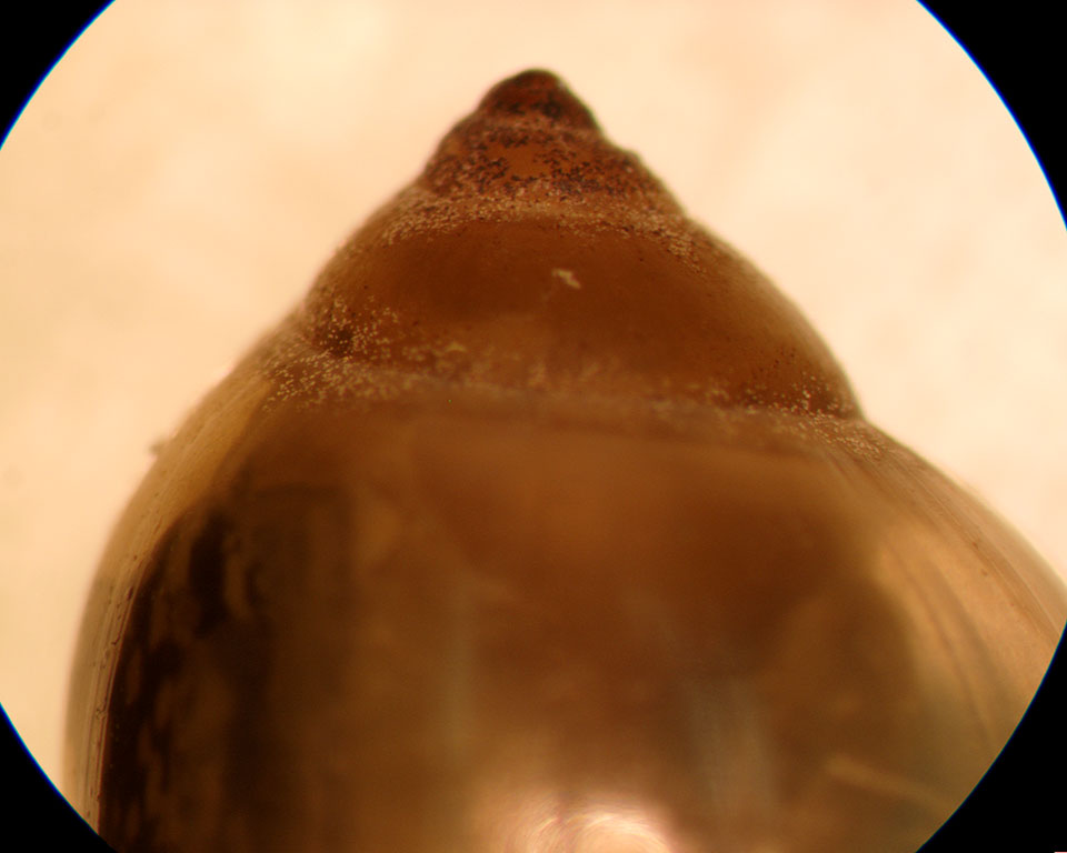 Physella gyrina