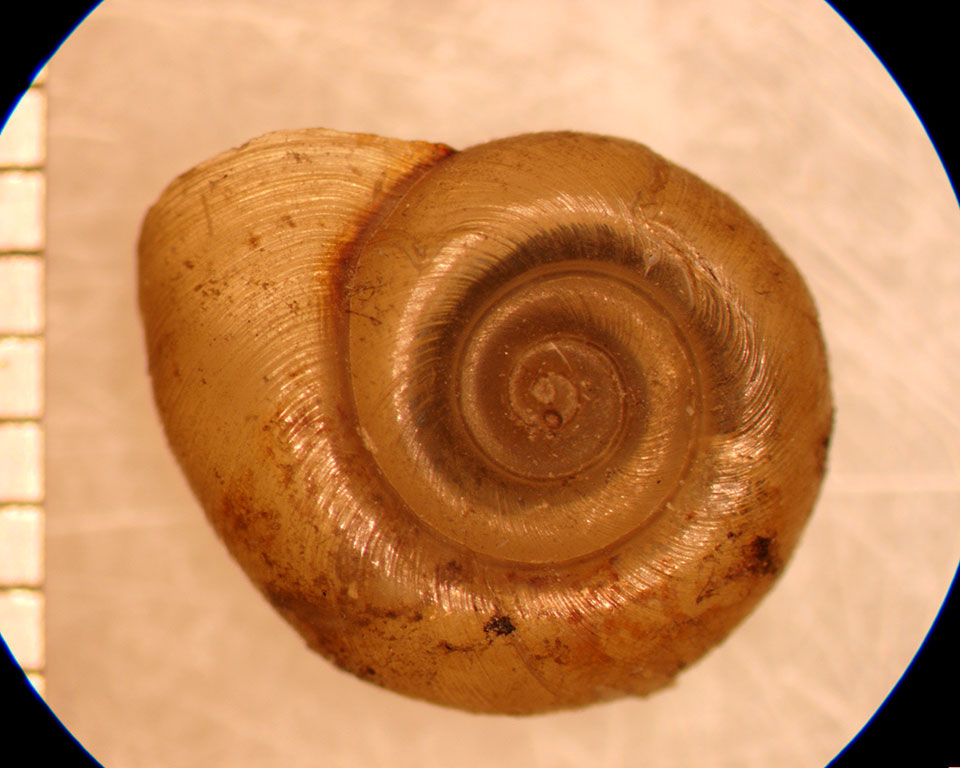Planorbella armigera