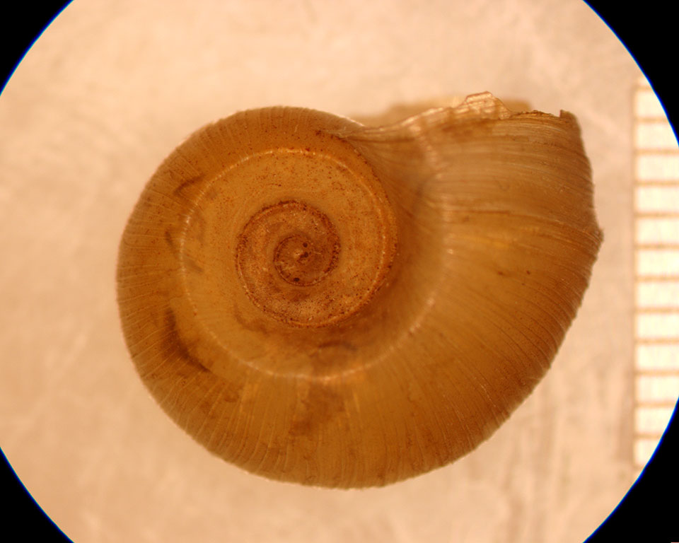 Planorbella binneyi