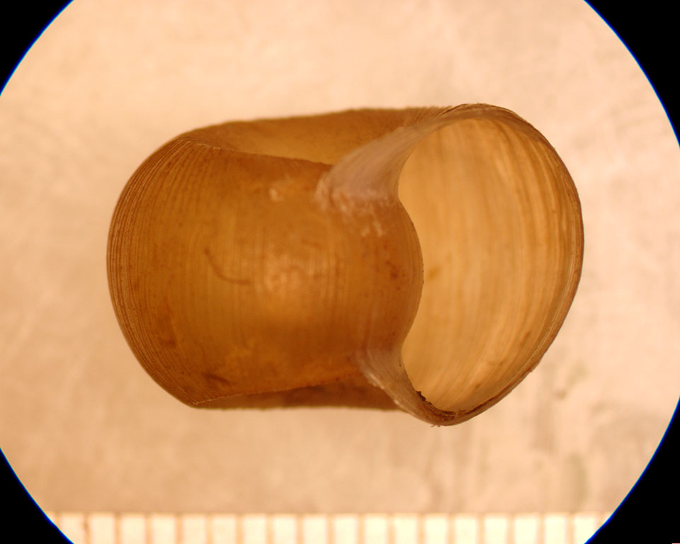 Planorbella binneyi