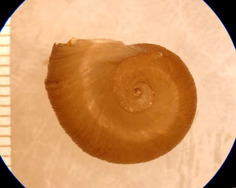 Planorbella binneyi
